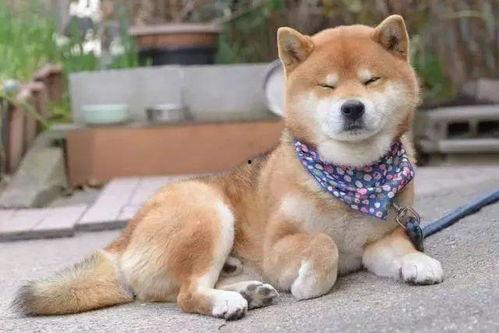 吃瓜星娱乐大白