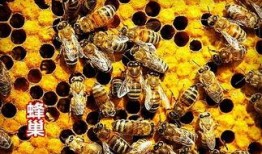 蜜蜂爆料成果怎么做视频,视频制作攻略全解析