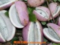 凯里网红吃八月瓜,揭秘神秘水果的口感与魅力