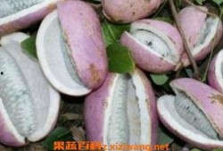 凯里网红吃八月瓜,揭秘神秘水果的口感与魅力