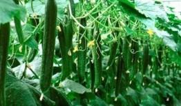 今日吃瓜必吃大瓜免费