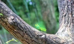 虫无修在线观看,在线观看，揭秘神秘虫族世界的奇幻之旅