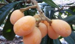 莆田最新爆料摘枇杷事件,摘枇杷事件引发热议