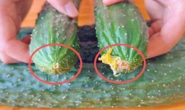 最新黄瓜爆料视频大全集,揭秘幕后真相与精彩瞬间