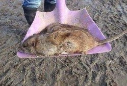 新闻爆料巨型老鼠视频大全,世界之大无奇不有