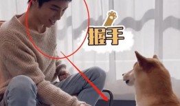 狗狗最新爆料视频播放大全,萌宠瞬间，笑料横生！