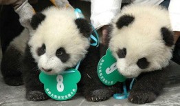 熊猫飞飞爆料最新,娱乐圈最新热点事件大曝光！