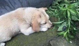 狗狗最新爆料视频播放大全,萌宠瞬间，笑料横生！