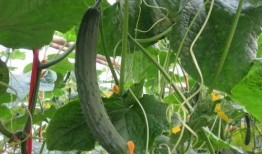 最新黄瓜爆料视频大全集,揭秘幕后真相与精彩瞬间